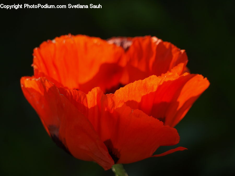 Blossom, Flora, Flower, Plant, Poppy, Hibiscus, Carnation