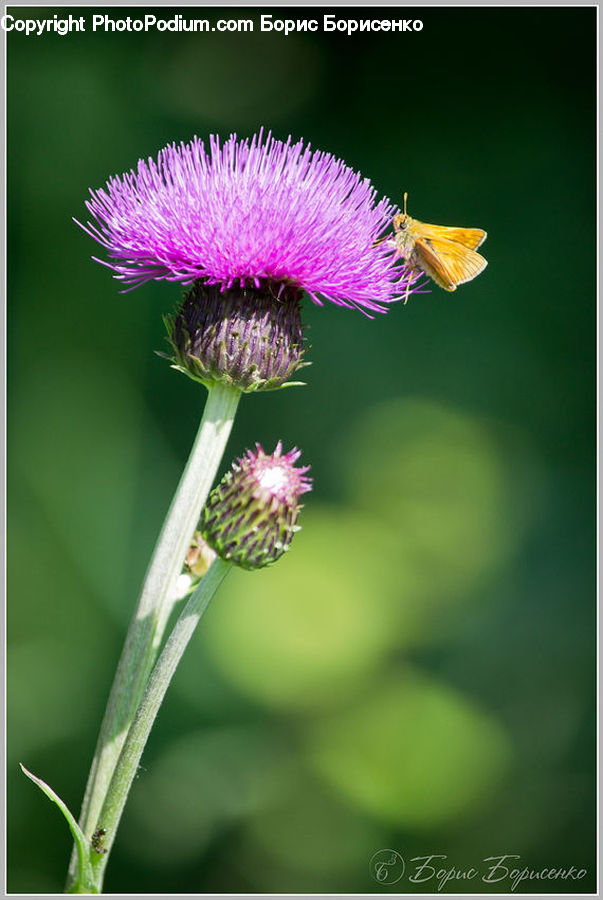 Flora, Flower, Plant, Thistle, Weed, Butterfly, Insect