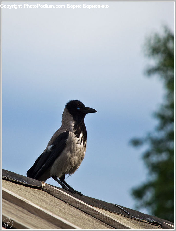 Bird, Blackbird, Crow, Head, Portrait