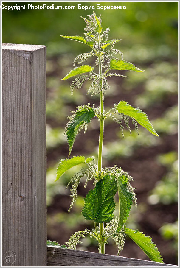 Herbs, Mint, Plant, Blossom, Flora, Flower, Geranium