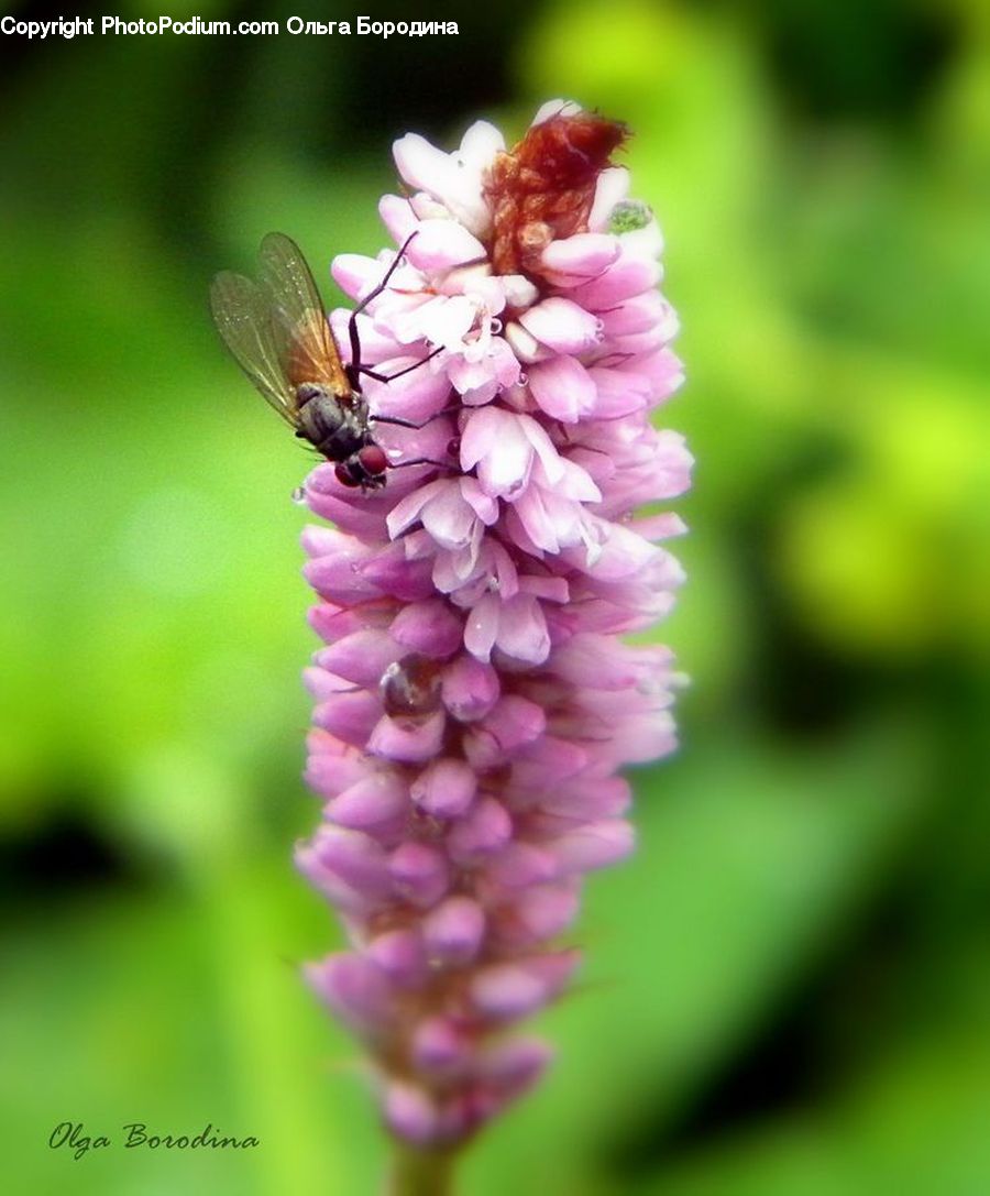 Plant, Blossom, Flora, Flower, Lupin, Foxglove, Geranium