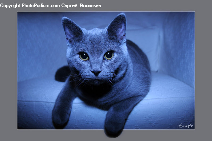 Animal, Cat, Mammal, Manx, Pet, Abyssinian, Kitten