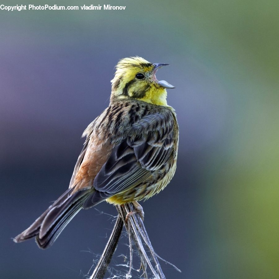 Bird, Finch, Beak