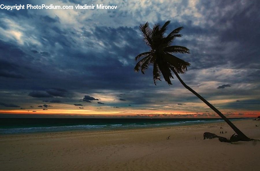 Beach, Coast, Outdoors, Sea, Water, Palm Tree, Plant