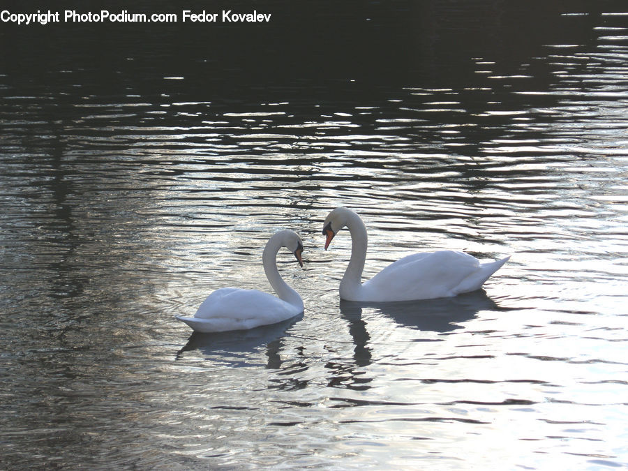 Bird, Swan, Waterfowl, Goose, Beak, Crane Bird, Heron