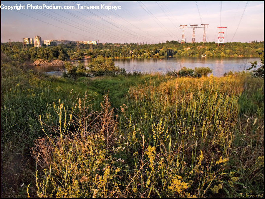 Field, Grass, Grassland, Plant, Land, Outdoors, Marsh