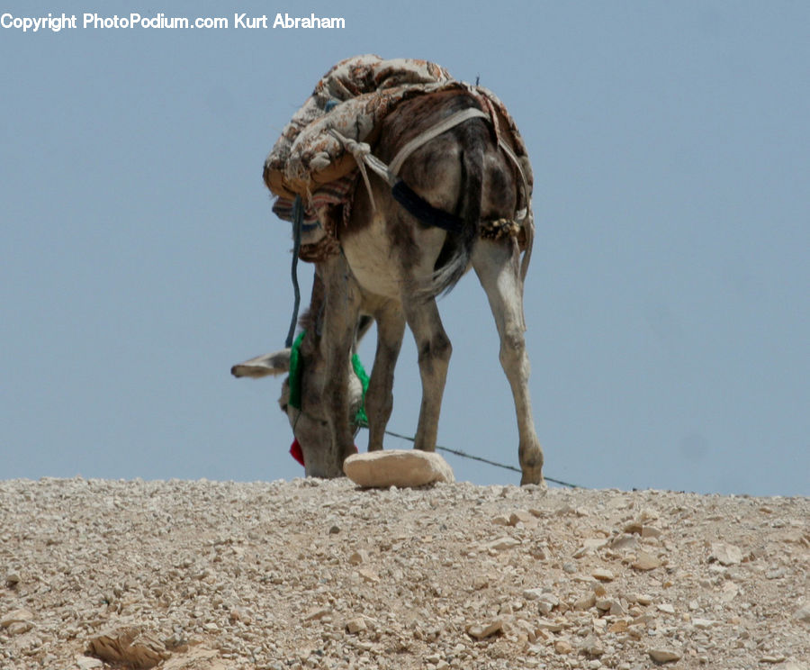 Animal, Camel, Mammal, Donkey, Leisure Activities