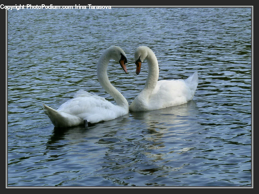 Bird, Swan, Waterfowl, Goose, Water