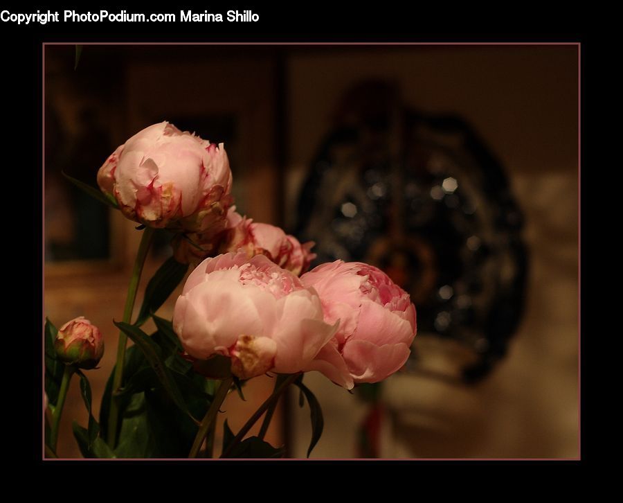 Blossom, Flower, Peony, Plant, Potted Plant, Rose, Carnation