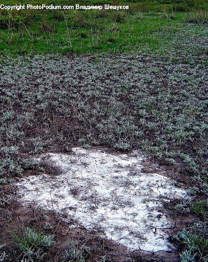 Soil, Tree Trunk, Plant, Vegetation, Field, Grass, Grassland