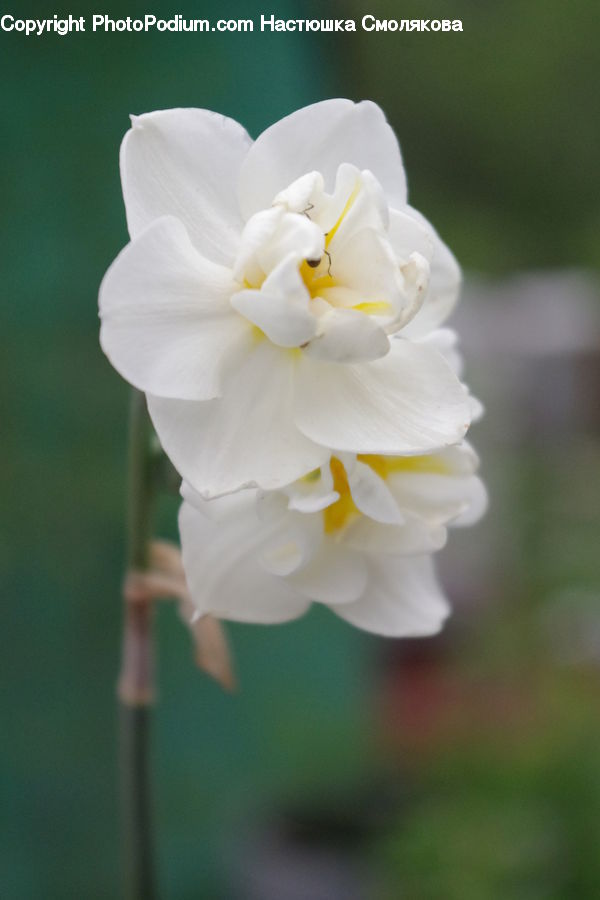 Blossom, Flora, Flower, Plant, Petal, Gladiolus, Daffodil