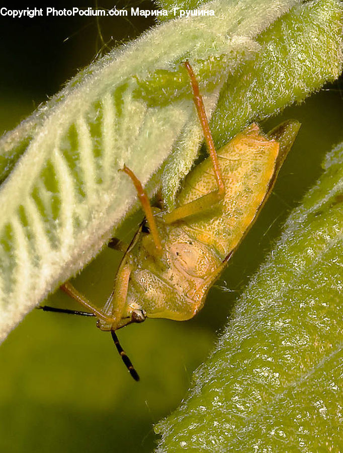 Cricket Insect, Grasshopper, Insect, Invertebrate, Arachnid, Garden Spider, Spider