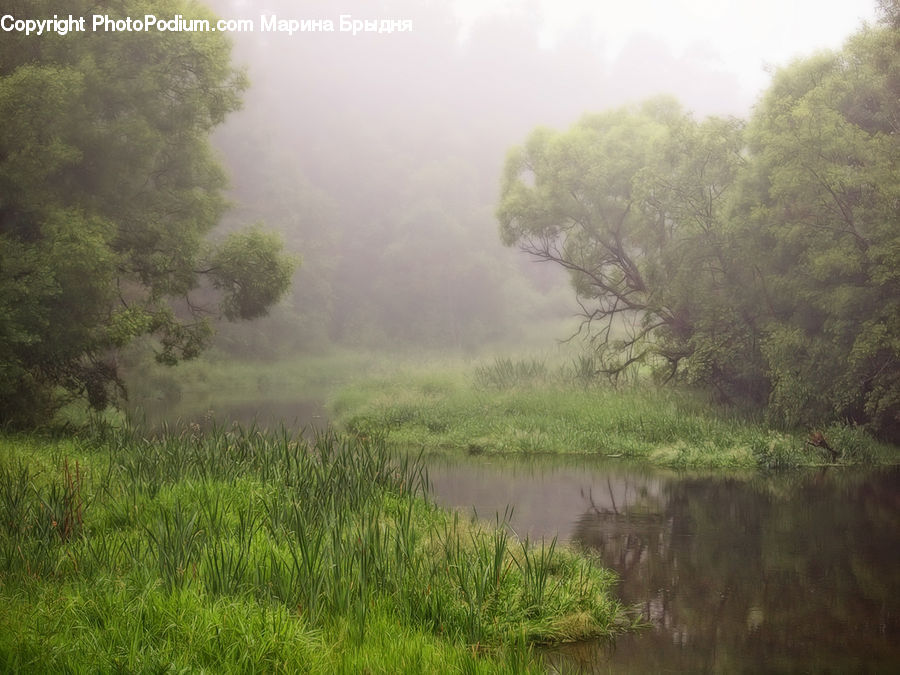 Fog, Mist, Outdoors, Algae, Field, Grass, Grassland