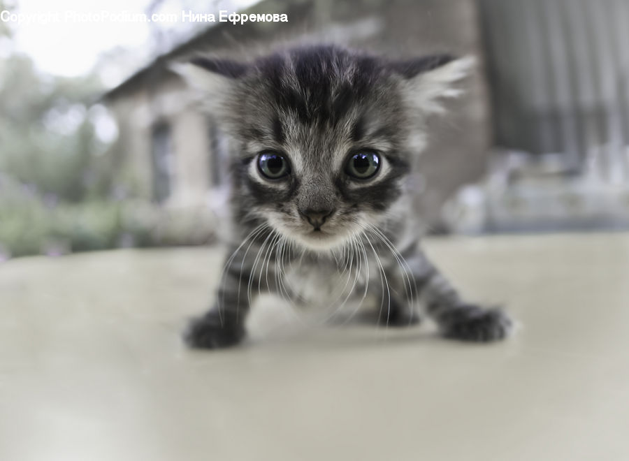 Animal, Cat, Kitten, Mammal, Pet, Manx