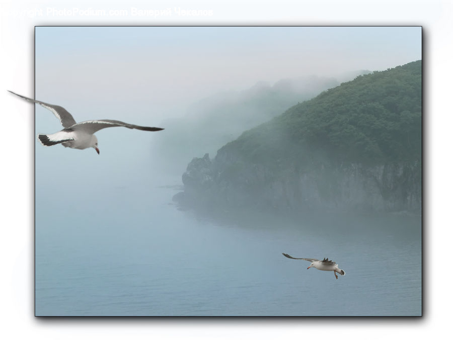Bird, Seagull, Crane Bird, Heron, Albatross, Booby