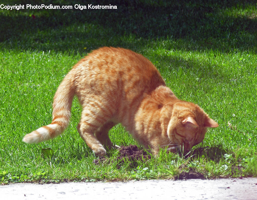 Animal, Canine, Dog, Golden Retriever, Mammal, Pet, Chow