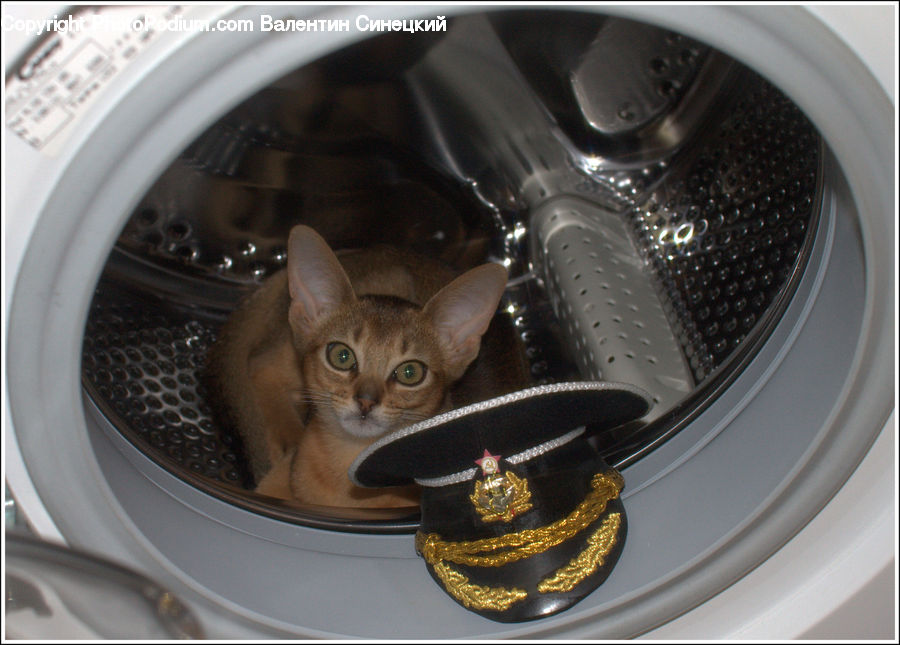 Armor, Abyssinian, Animal, Cat, Mammal, Pet, Footwear