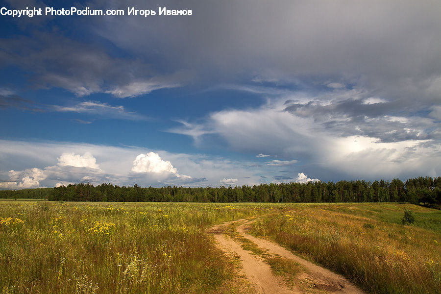 Field, Grass, Grassland, Land, Outdoors, Dirt Road, Gravel