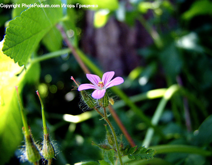Blossom, Flora, Flower, Geranium, Plant, Fiber, Flax