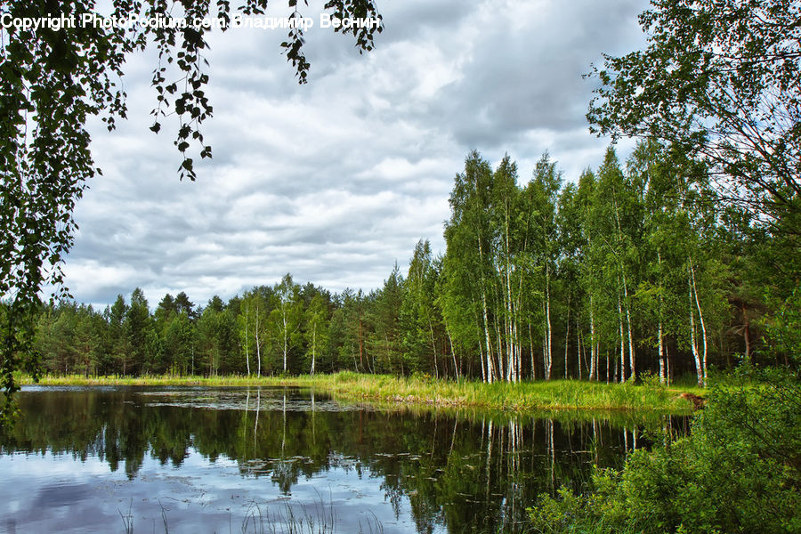 Outdoors, Pond, Water, Land, Marsh, Swamp, Forest