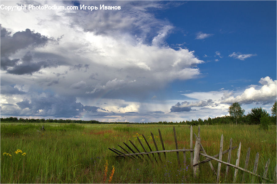 Field, Grass, Grassland, Land, Outdoors, Plant, Cloud