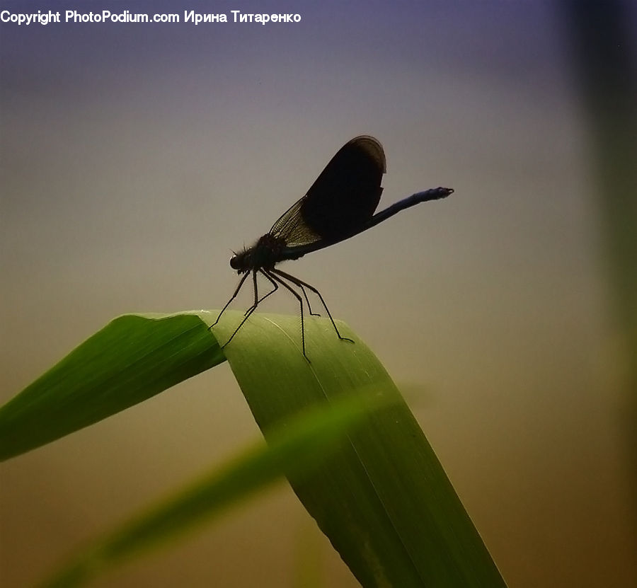 Bird, Blackbird, Insect, Invertebrate, Mosquito, Asilidae, Anisoptera