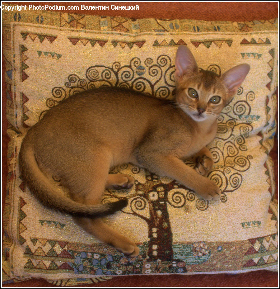 Abyssinian, Animal, Cat, Mammal, Pet