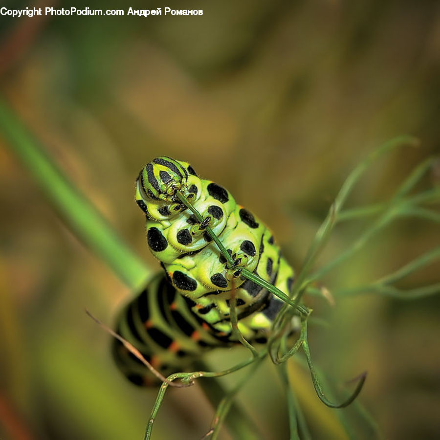 Amphibian, Frog, Wildlife, Dill, Plant, Arachnid, Garden Spider