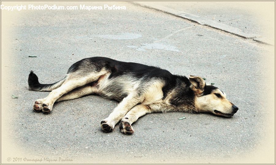 Animal, Canine, Dog, Husky, Mammal, Pet, German Shepherd