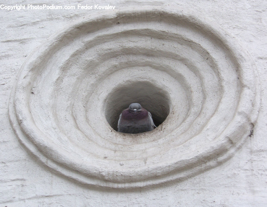 Bird, Pigeon, Dove, Hole