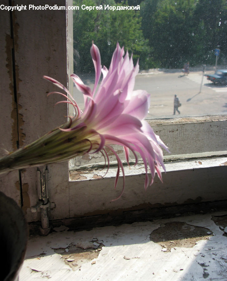 Flora, Flower, Gladiolus, Plant, Flower Arrangement, Flower Bouquet, Blossom