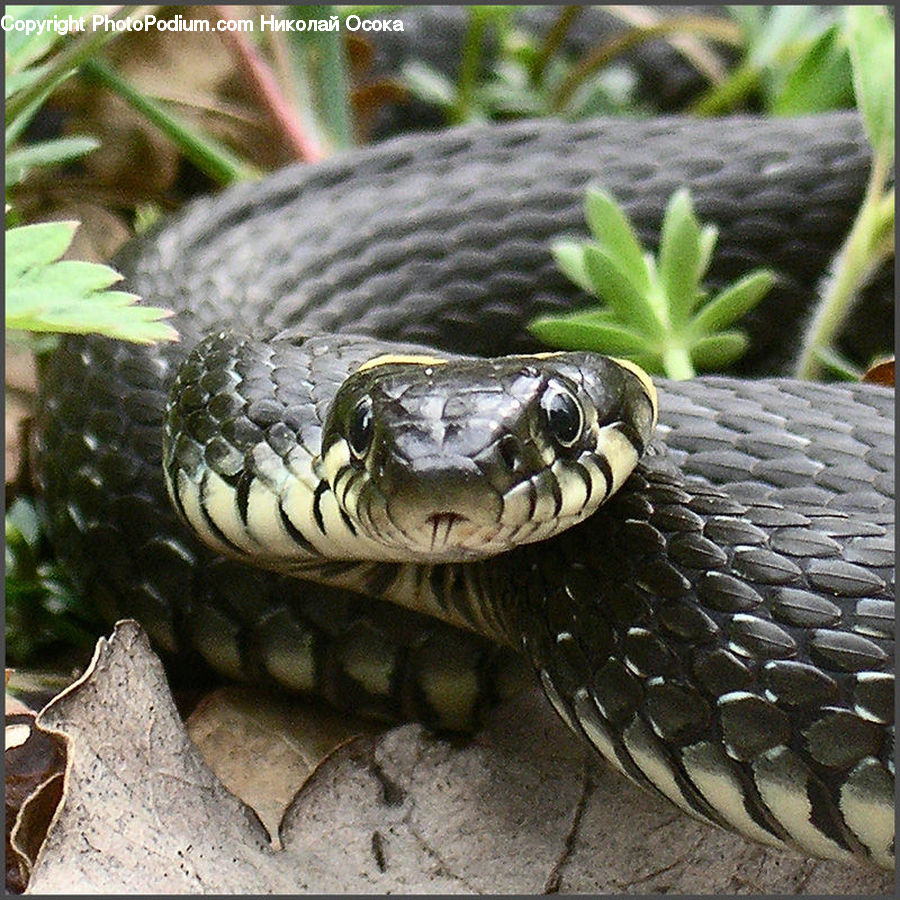 Reptile, Snake, King Snake, Plant, Vegetation