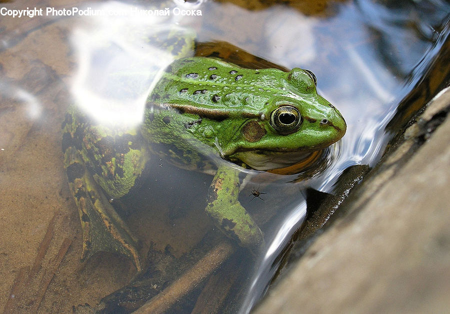 Amphibian, Frog, Wildlife