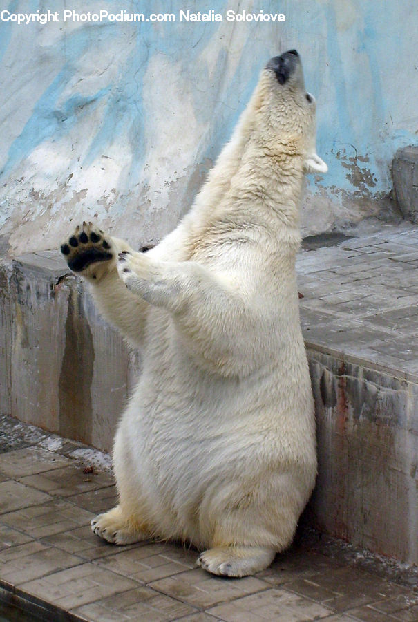 Animal, Bear, Mammal