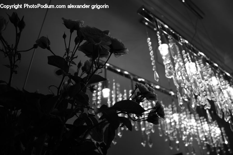 Plant, Potted Plant, Silhouette, Lighting, Hip Fruit, Blossom, Flora