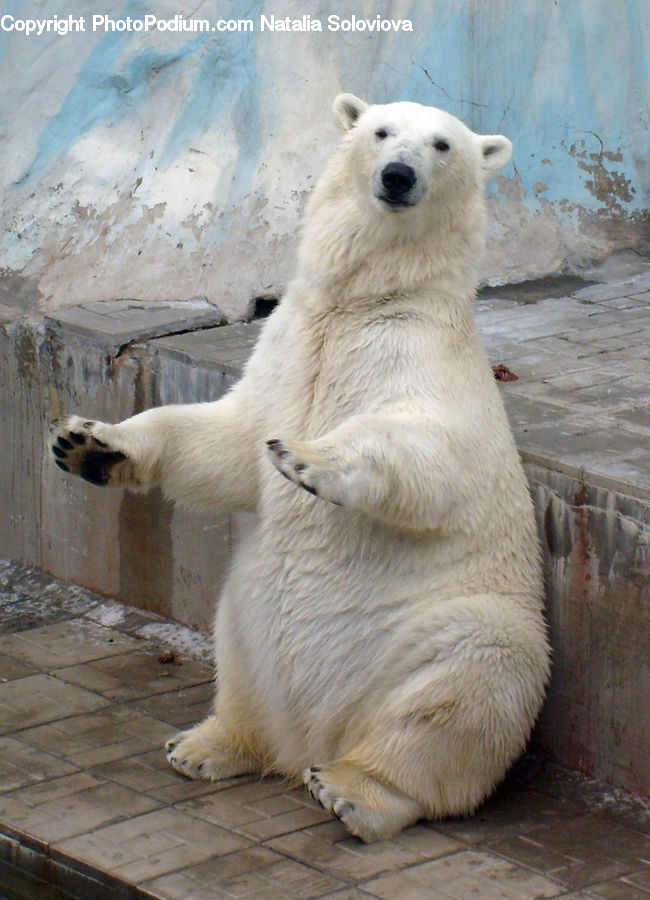 Animal, Bear, Mammal, Polar Bear
