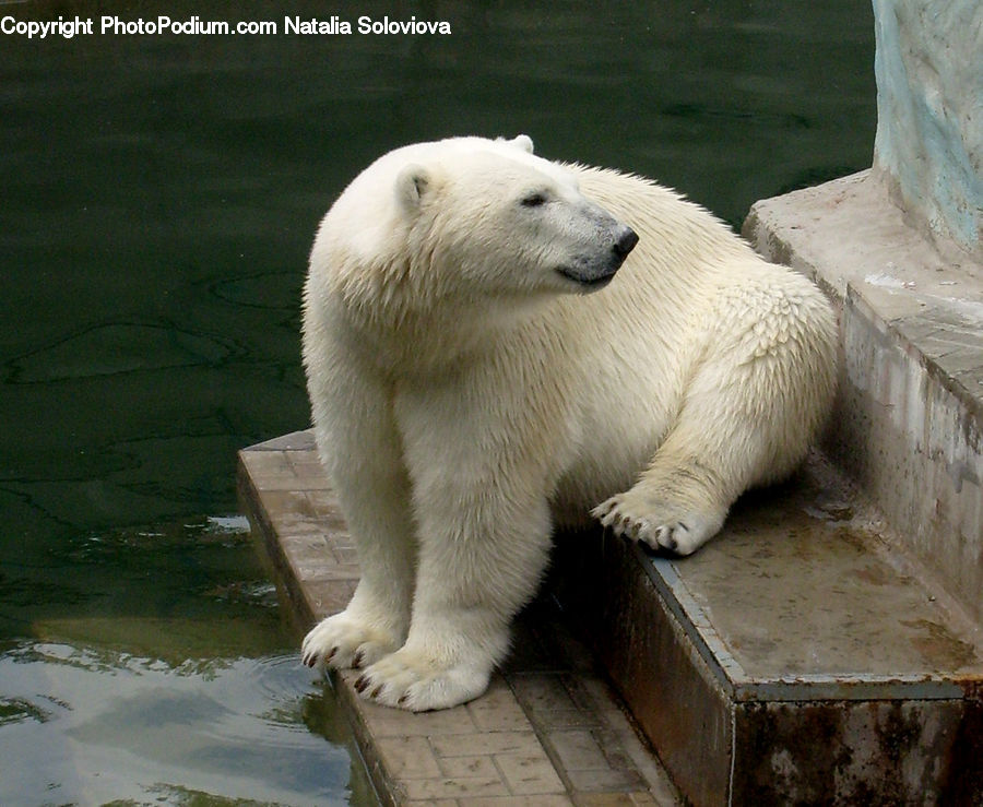 Animal, Bear, Mammal, Polar Bear