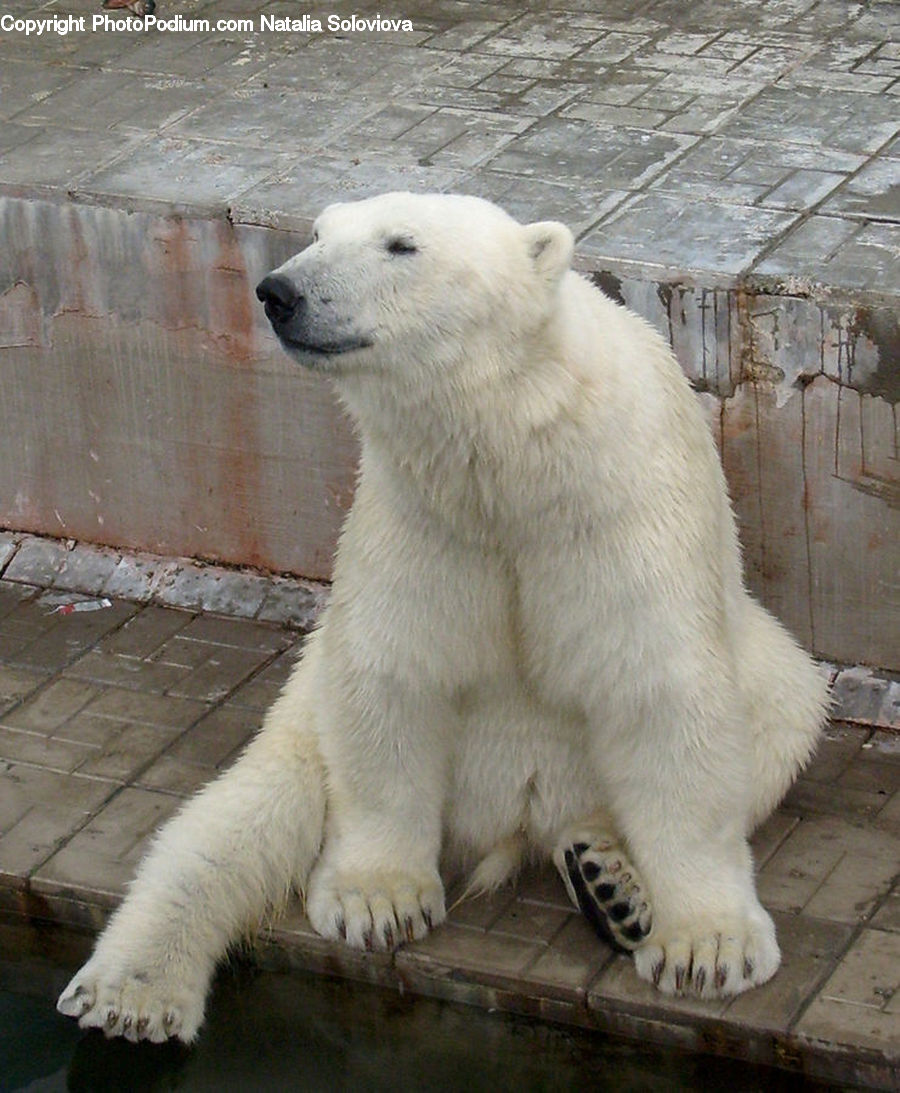 Animal, Bear, Mammal, Polar Bear