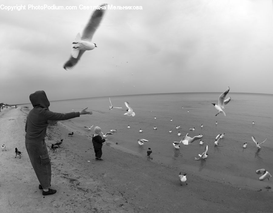 Human, People, Person, Bird, Seagull, Albatross, Beach