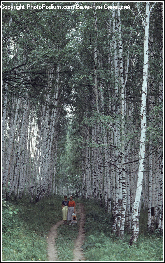 Birch, Tree, Wood, Forest, Vegetation, Paintball, Dirt Road
