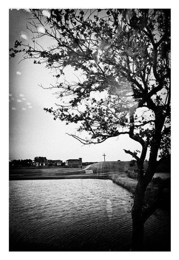 Oak, Tree, Wood, Collage, Poster, Plant, Silhouette