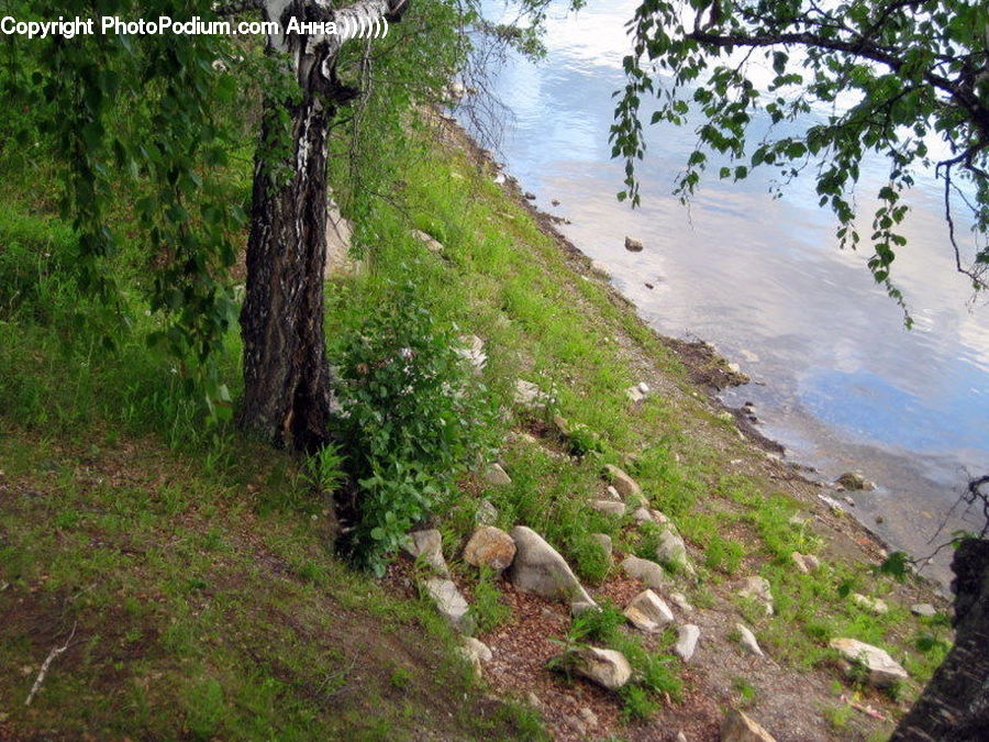 Cliff, Outdoors, Moss, Plant, Oak, Sycamore, Tree