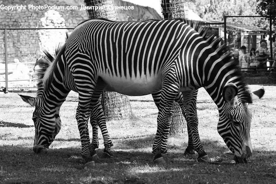 Animal, Mammal, Zebra, People, Person, Human