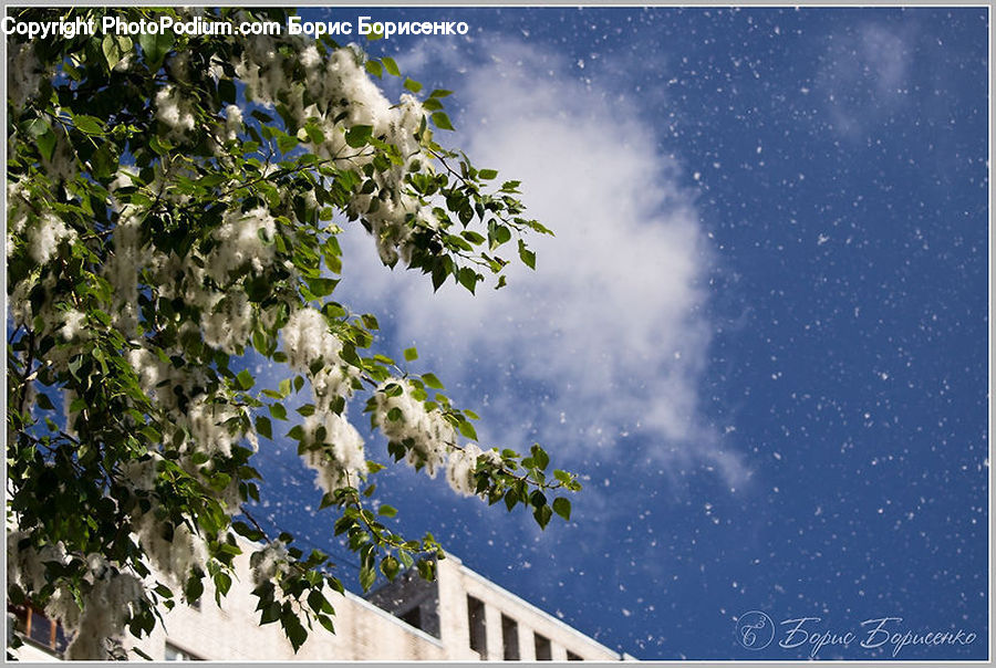 Blossom, Flora, Flower, Plant, Building, Housing, Vine