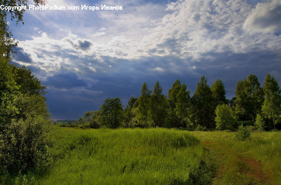 Field, Grass, Grassland, Land, Outdoors, Dirt Road, Gravel
