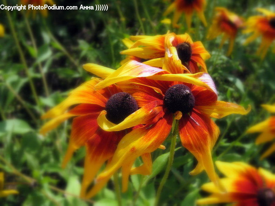 Bee, Insect, Invertebrate, Blossom, Flora, Flower, Plant