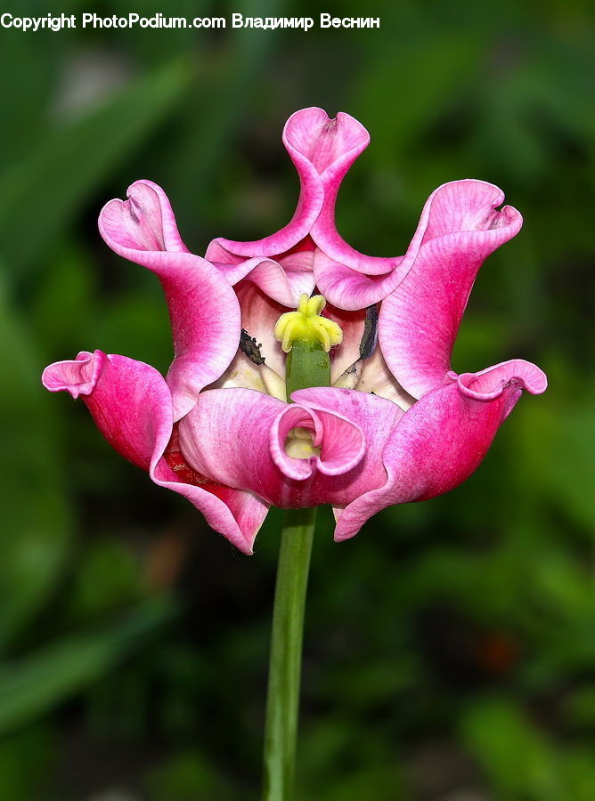 Flora, Flower, Gladiolus, Plant, Blossom, Aquilegia, Petal