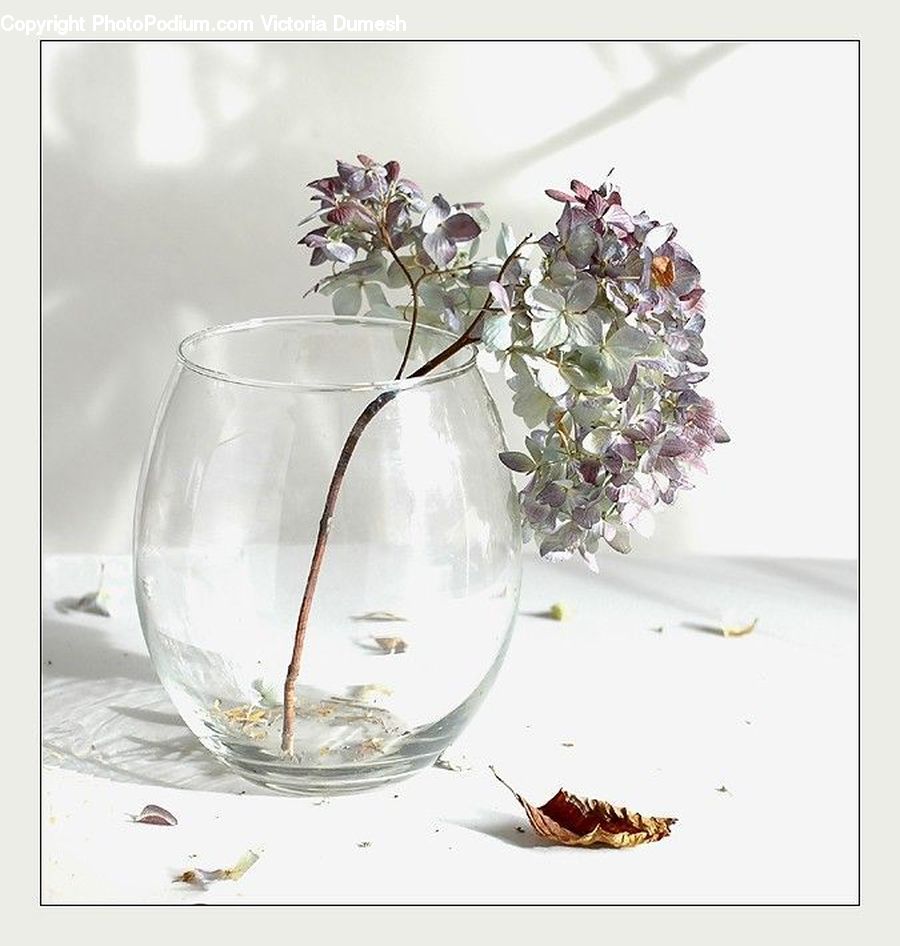 Jar, Porcelain, Vase, Clam, Sea Life, Seashell, Flower