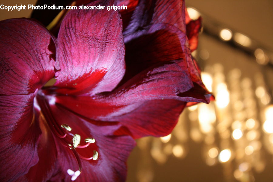 Flora, Flower, Gladiolus, Plant, Hibiscus, Poppy, Blossom