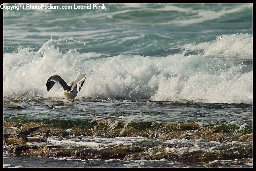 Creek, Outdoors, River, Water, Sea, Sea Waves, Rock